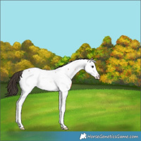 Horse Color:Bay Roan Splash Fewspot Rabicano 