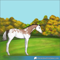 Horse Color:Bay Roan Splash Appaloosa 