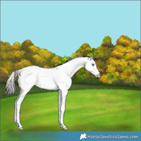 Horse Color:Bay Splash Appaloosa Rabicano 