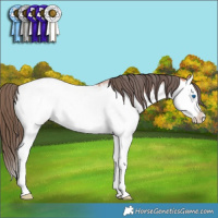 Horse Color:Bay Roan Splash Near Fewspot 