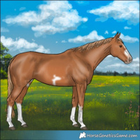 Horse Color:Chestnut Splash Frame 