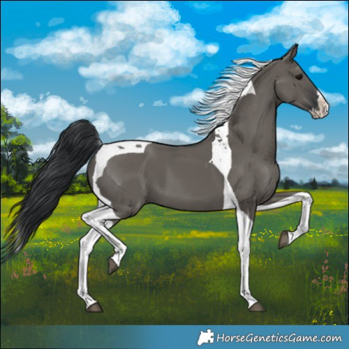 Horse Color:Grullo Splash Tobiano
