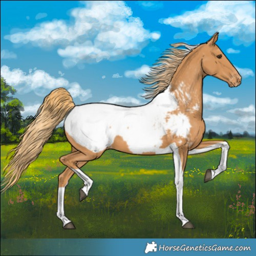 Horse Color:Chestnut Tobiano Appaloosa