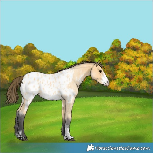 Horse Color:Buckskin Sabino Near Leopard 