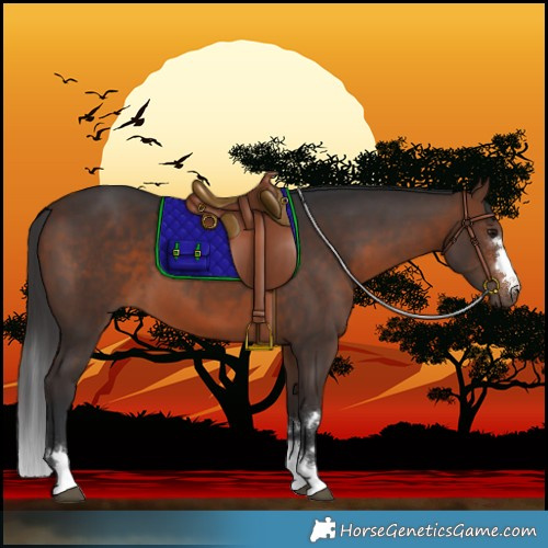 Horse Color:Brown 