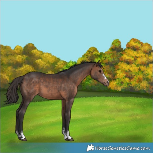 Horse Color:Brown 