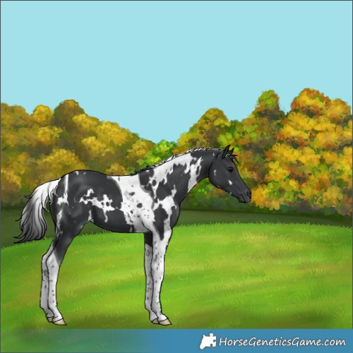 Horse Color:White Spotted Black Tobiano 