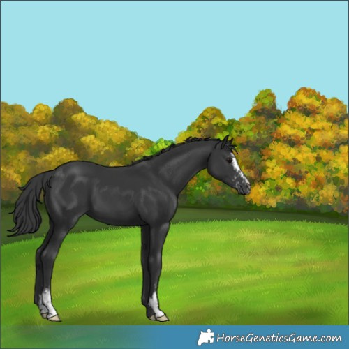 Horse Color:Black Sabino 