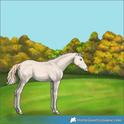 Horse Color:Perlino 