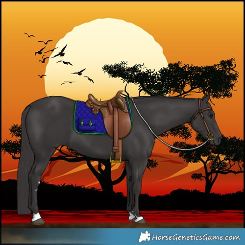 Horse Color:Smoky Black 