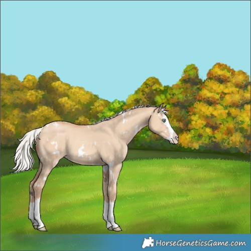 Horse Color:White Spotted Silver Amber Champagne Dun Splash 