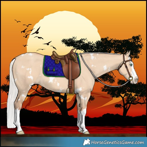 Horse Color:White Spotted Silver Amber Champagne Dun Splash 