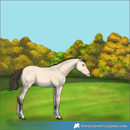 Horse Color:Buckskin Dun Sabino 