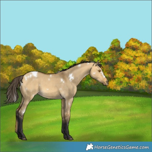 Horse Color:White Spotted Buckskin Dun 