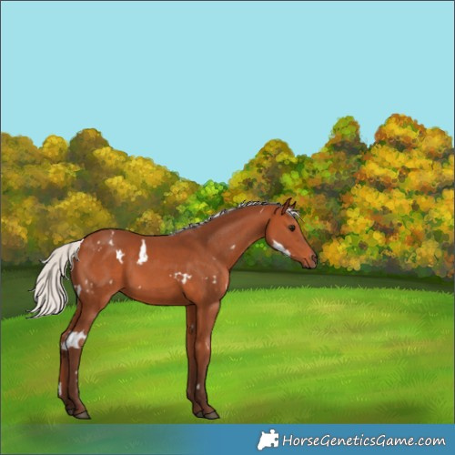 Horse Color:White Spotted Silver Bay 
