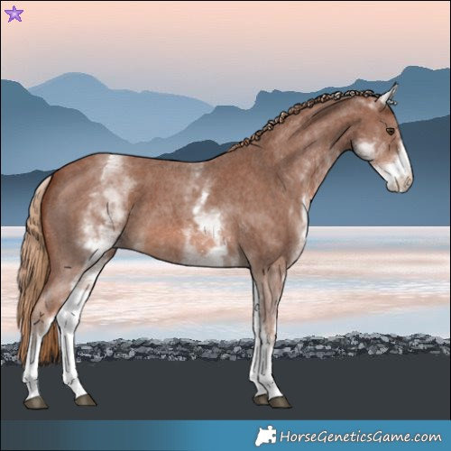 Horse Color:White Spotted Chestnut Sabino
