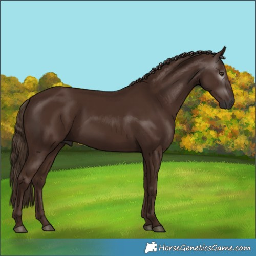 Horse Color:Gray Chestnut 