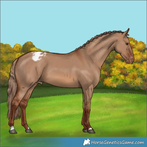 Horse Color:Red Dun Appaloosa 