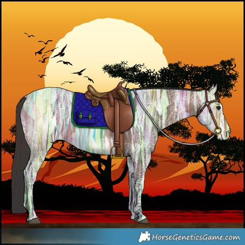 Horse Color:Bay Ice 