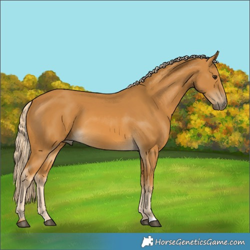 Horse Color:Palomino 