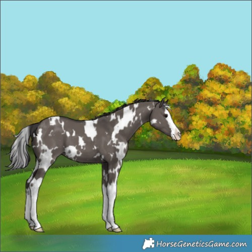 Horse Color:White Spotted Smoky Grullo Splash 