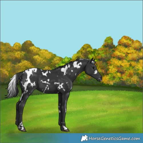 Horse Color:White Spotted Black 