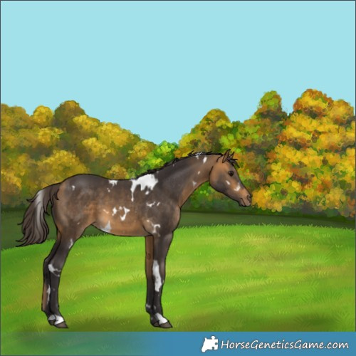 Horse Color:White Spotted Buckskin 