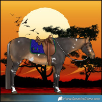 Horse Color:White Spotted Buckskin 