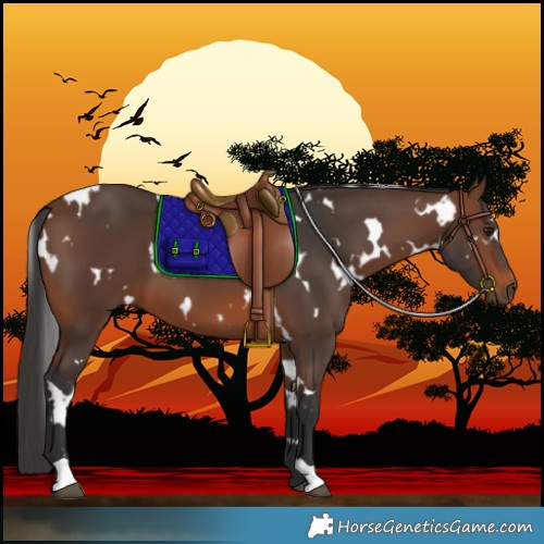 Horse Color:White Spotted Brown 