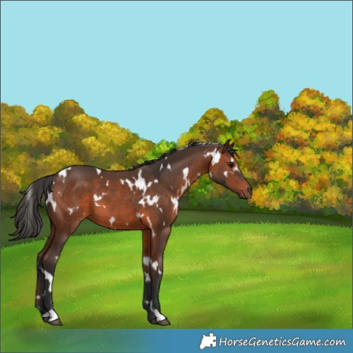 Horse Color:White Spotted Brown 