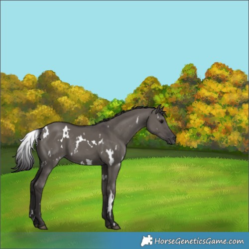 Horse Color:White Spotted Smoky Grullo 