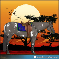 Horse Color:White Spotted Smoky Grullo 