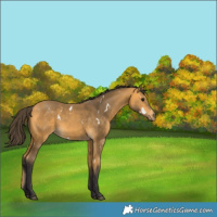Horse Color:White Spotted Buckskin 
