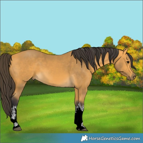 Horse Color:White Spotted Buckskin 