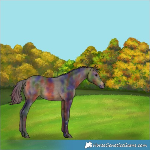 Horse Color:Nacre Buckskin 