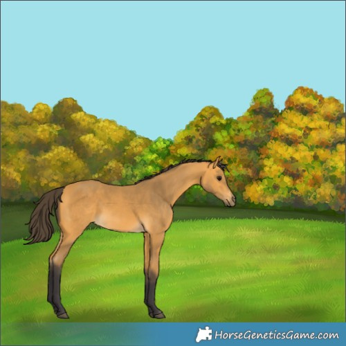 Horse Color:Buckskin 