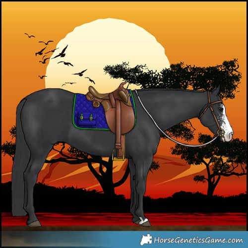 Horse Color:Black Sabino 