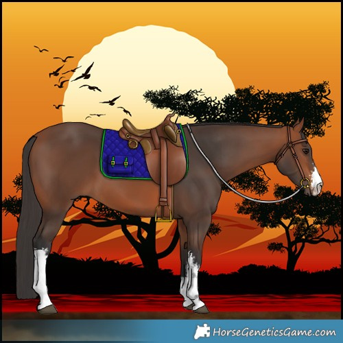 Horse Color:White Spotted Bay 