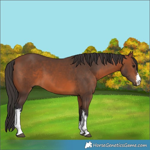 Horse Color:White Spotted Bay 