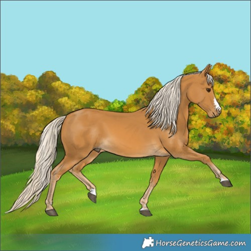 Horse Color:Palomino 