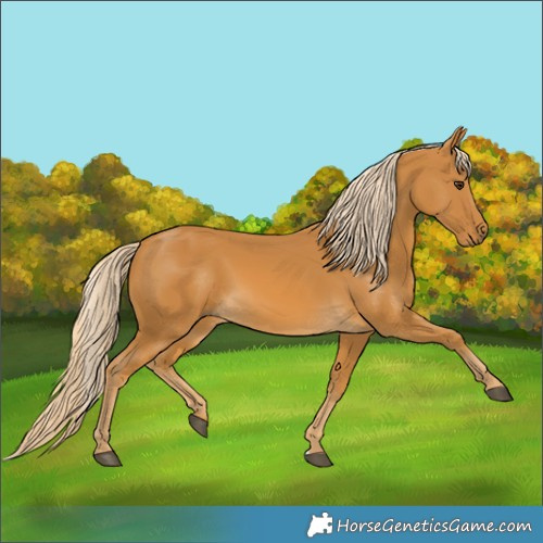Horse Color:Palomino