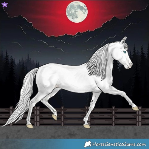 Horse Color:Cremello Appaloosa 