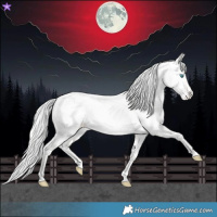 Horse Color:Cremello Near Leopard 