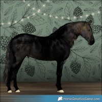 Horse Color:Powder White Void Buckskin Tobiano 