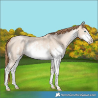 Horse Color:White Spotted Smoky Black Pearl Sabino