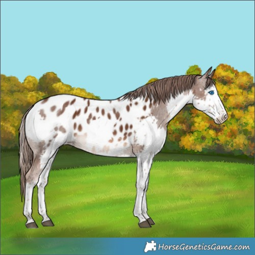 Horse Color:Liver Chestnut Splash Tobiano Appaloosa 