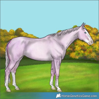 Horse Color:Watercolor Palomino Roan Pearl Dun Splash Rabicano 