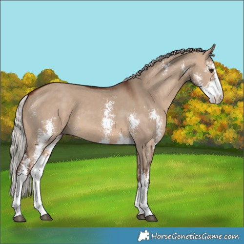 Horse Color:Silver Brown Dun Sabino 