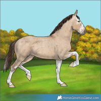 Horse Color:Gray Red Dun Roan Splash 