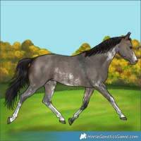 Horse Color:Gray Brown Dun Sabino 